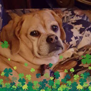 Meet your Posher, Sharon